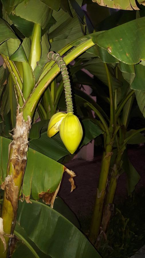 Na Shapsug Guest House Gagra Bagian luar foto