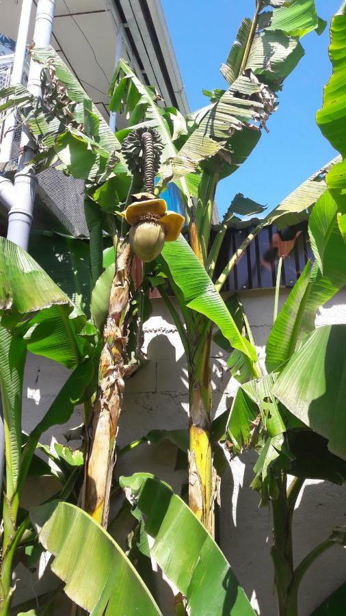 Na Shapsug Guest House Gagra Bagian luar foto